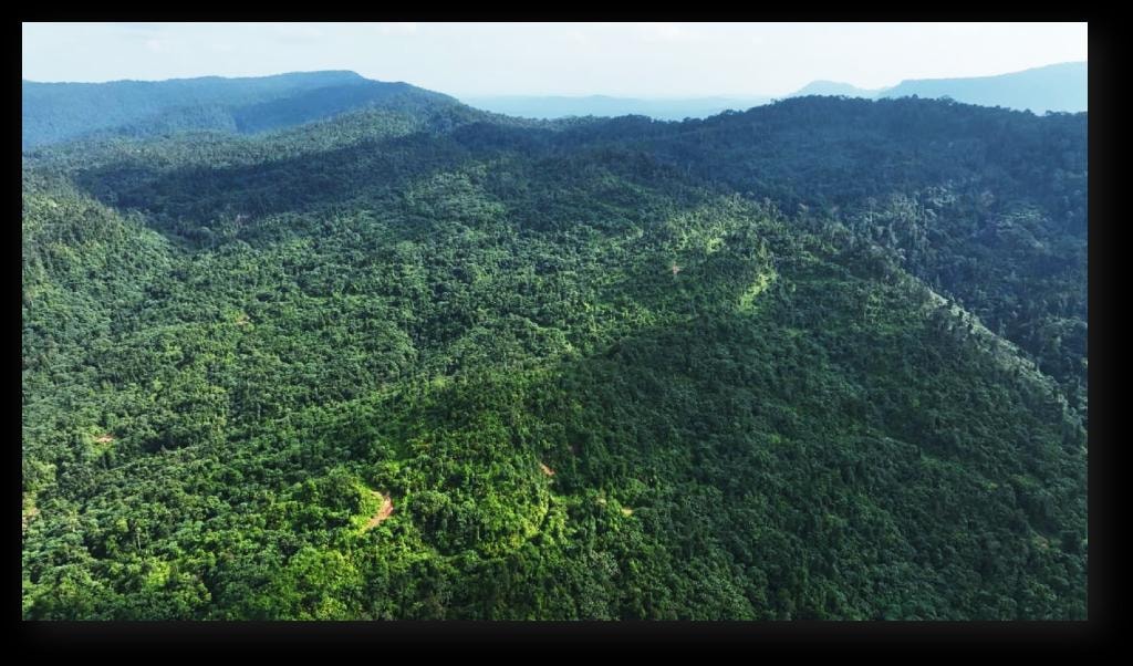Aerial view of lush forested agricultural landscape